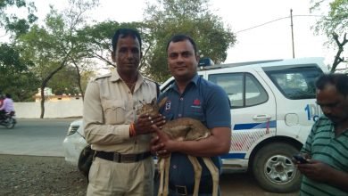Photo of खेत में मिला हिरण का बच्चा वन विभाग को किया सुपुर्द