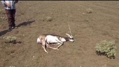 Photo of आवारा कुत्तों ने हिरण का पीछा करते हुए उसका शिकार कर लिया