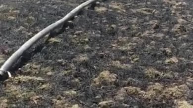 Photo of गेहूं की खड़ी फसल में लगी आग, फसल जलकर हुई खाक, तीन घंटे में पाया जा सका आग पर काबू, आसपास के ग्रामीणों ने फायर ब्रिगेड की सहायता से बुझाई आग