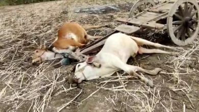 Photo of पिपरई के बरखेड़ा गांव में विजली के टूटे तारो से बैल झुलसे मौके पर मौत  विजली के तार गिरने से दो बैलों की मौत बैलगाड़ी चालक ने कूंद के बचाई जान