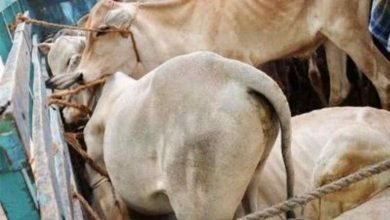 Photo of रतलाम वाहन में क्रूरतापूर्वक ले जा रहे गौ वंश को गौ रक्षा हिंदू दल ने पकड़ा पुलिस ने किया प्रकरण दर्ज