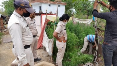 Photo of चौरई पुलिस ने फल बनने से पहले पकड़ी लहराती गांजे की बड़ी खेती