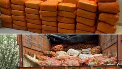 Photo of आम के ट्रक में भरा था गांजा, करीब 3 हजार किलो से अधिक गांजा, धराया