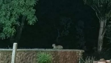 Photo of भानपुरा गांधीसागर। रहवासी कॉलोनी में तेंदुए का आतंक, वन विभाग ने मंदसौर से मंगवाकर पिंजरा लगाया