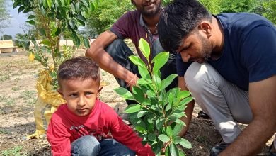 Photo of सरसी। छोटे बच्चों के बड़े कदम-वृक्ष लगाकर मनाया अपना जन्मदिन।