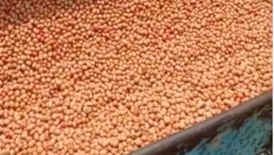 Photo of रतलाम में मानसून की बारिश के बाद 50% बुवाई का कार्य पूरा, लेकिन कृषि विभाग और सहकारी समितियों में अब तक नहीं पहुंचा सोयाबीन का बीज
