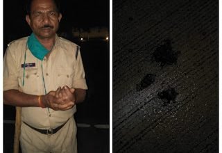 Photo of अनूपपुर। कलेक्टर बंगला परिसर अनूपपुर तक पहुँचा भालू, बाल-बाल बचे दो सैनिक।