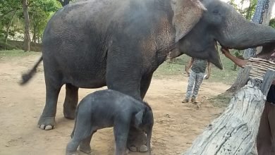 Photo of कान्हा में पर्यटन 1 जून से प्रारंभ