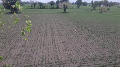 Photo of जावरा । तहसील क्षेत्र में अब किसान अपनी फसलों को लेकर चिंतित होने लगे हैं बीते 2 सप्ताह से क्षेत्र में बारिश नहीं हुई है।