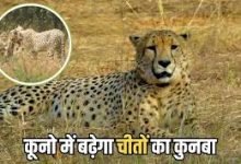 Photo of कूनो नेशनल पार्क में चीतों का कुनबा बढ़ेगा, 4 बच्चों के साथ जंगल को गुलजार करेगी गामिनी, पर्यटन को मिलेगा बढ़ावा