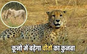 Photo of कूनो नेशनल पार्क में चीतों का कुनबा बढ़ेगा, 4 बच्चों के साथ जंगल को गुलजार करेगी गामिनी, पर्यटन को मिलेगा बढ़ावा
